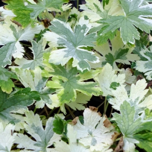 Geranium reflexum variegated