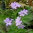 Geranium sylvaticum 'Coquetedale Lilac'