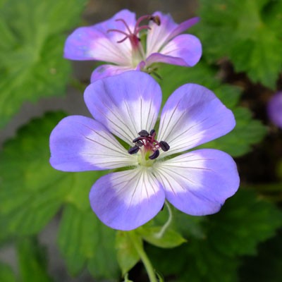 Geranium wallichianum 'Buxton's Variety' ('Buxton's Blue')