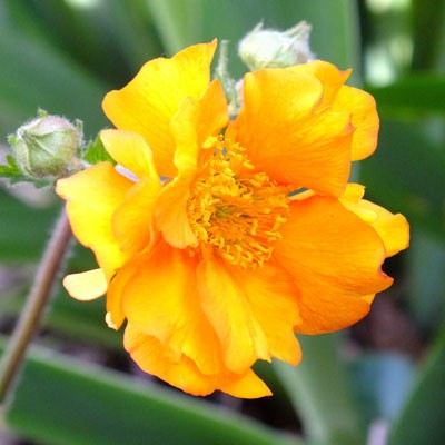 Geum 'Mandarin'