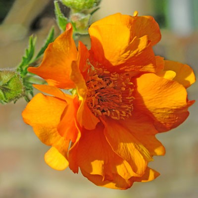 Geum 'Mandarin'