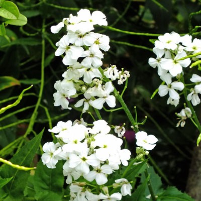 Hesperis matrionalis var. albiflora