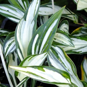 Hosta 'Fireworks'