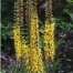 Ligularia przewalskii