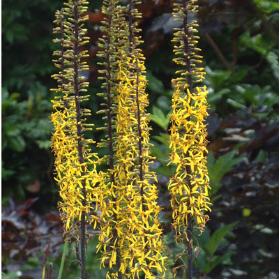 Ligularia przewalskii