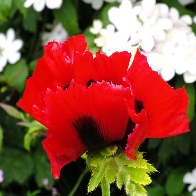 Papaver orientale 'Beauty of Livermere' (Goliath Group)