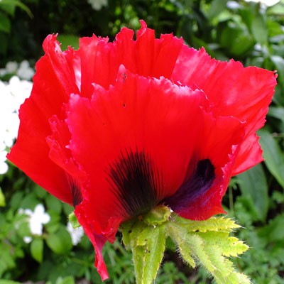 Papaver orientale 'Beauty of Livermere' (Goliath Group)