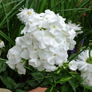 Phlox paniculata 'David'