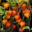 Physalis alkekengi var. franchetii 'Gnome' ('Zwerg')