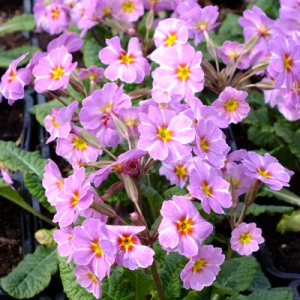 Primula vulgaris 'Avondale' (Kennedy Irish Series)