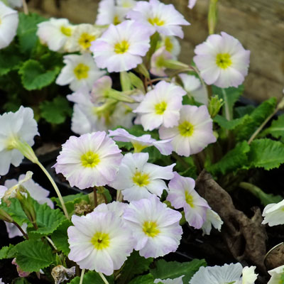 Primula vulgaris 'Carrigdale'