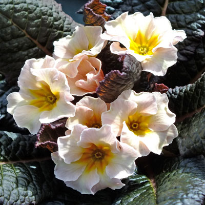 Primula vulgaris 'Dunbeg' (Kennedy Irish Series)