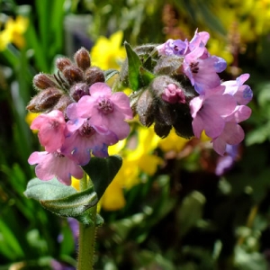 Pulmonaria 'Stillingfleet Meg'