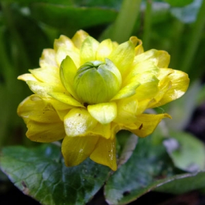 Ficaria verna Flore Pleno Group (Ranunculus ficaria)
