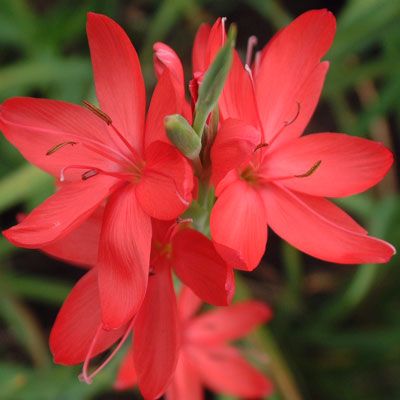 Hesperantha coccinea 'Major' (Schizostylis) - Dorset Perennials