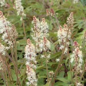 Tiarella 'Ninja'