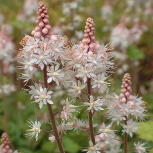 Tiarella 'Pink Bouquet'