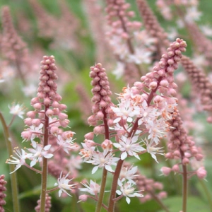 Tiarella 'Pink Bouquet'