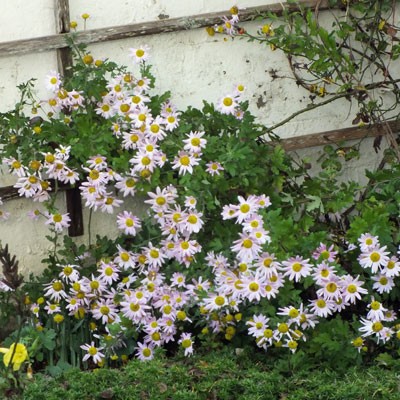 Chrysanthemum 'Innocence' - Korean : single
