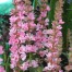 Lythrum salicaria 'Blush'
