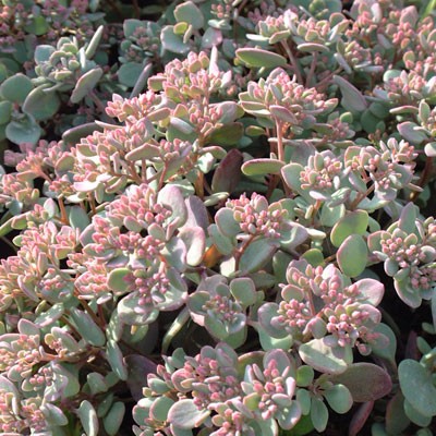 Sedum pluricaule (hidakanum)
