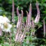 Veronicastrum virginicum 'Erica'