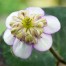 Hepatica 'Fukumaru' card