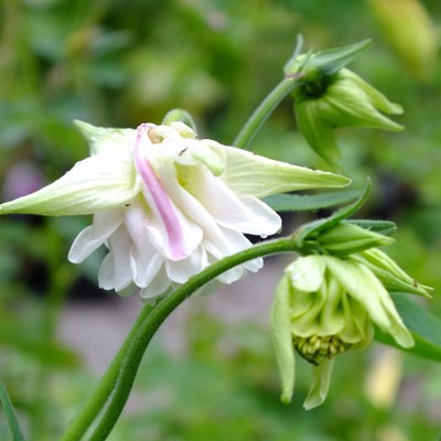 Aquilegia vulgaris var. stellata ‘White Barlow’ (Barlow Series)