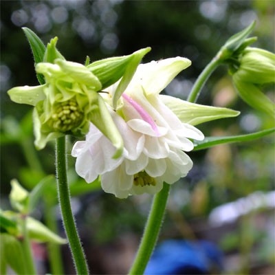 Aquilegia vulgaris var. stellata ‘White Barlow’ (Barlow Series)