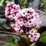Bergenia ‘Bach’