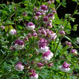 Aquilegia ‘Petticoat Pink’