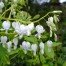 Dicentra spectabilis 'Alba' (Lamprocapnos)