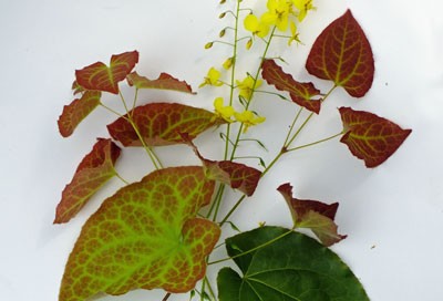 Epimedium x perralchicum 'Frohnleiten'