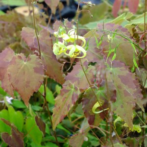 Epimedium rhizomatosum