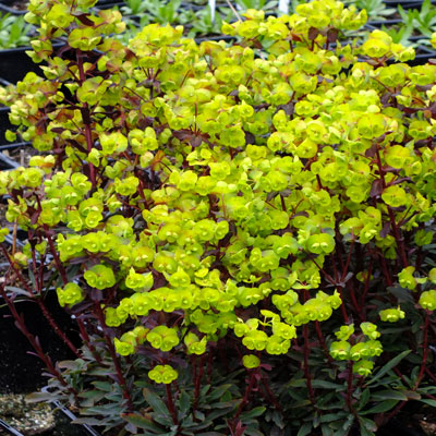 Euphorbia amygdaloides ‘Purpurea’