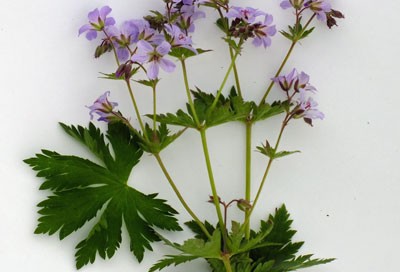 Geranium 'Prelude'