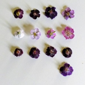 Geranium phaeum flower comparison