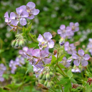 Geranium phaeum var. lividum 'Joan Baker'