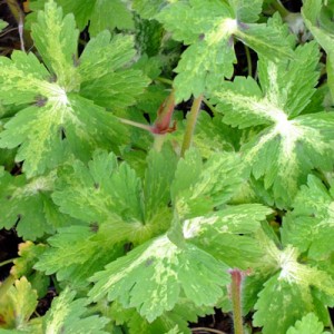 Geranium phaeum 'Lisa'