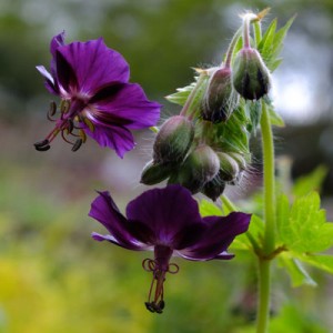 Geranium phaeum 'Lisa'
