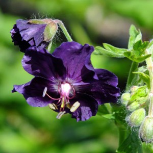 Geranium phaeum 'Raven'