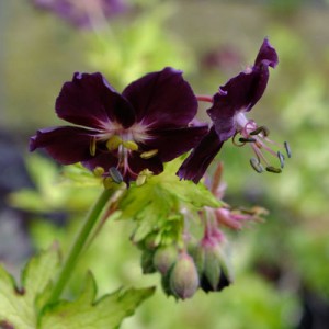 Geranium phaeum 'Springtime'