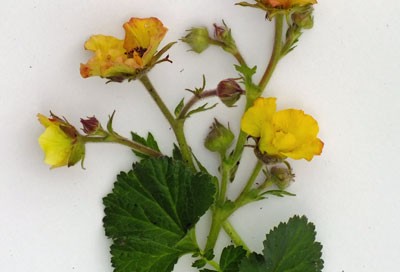 Geum 'Beech House Apricot'