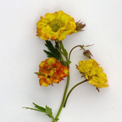 Geum 'Can-can'