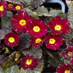 Primula vulgaris ‘Innisfree’