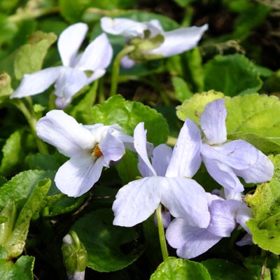 Viola 'Reine des Neiges' ( violet )