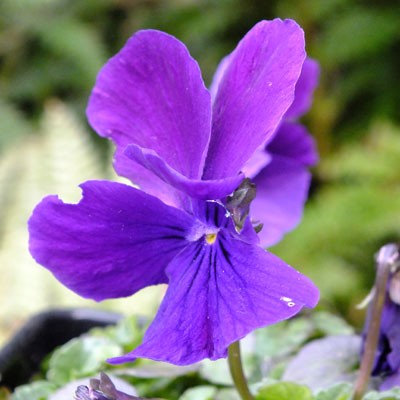 Viola cornuta 'Ulla'