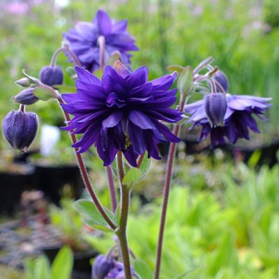 Aquilegia vulgaris var. stellata ‘Blue Barlow’ (Barlow Series)