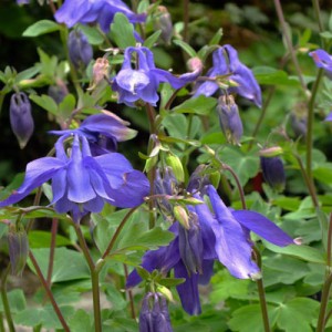 Aquilegia alpina
