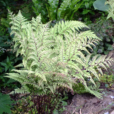 Athyrium otophorum 'Okanum' - Dorset Perennials